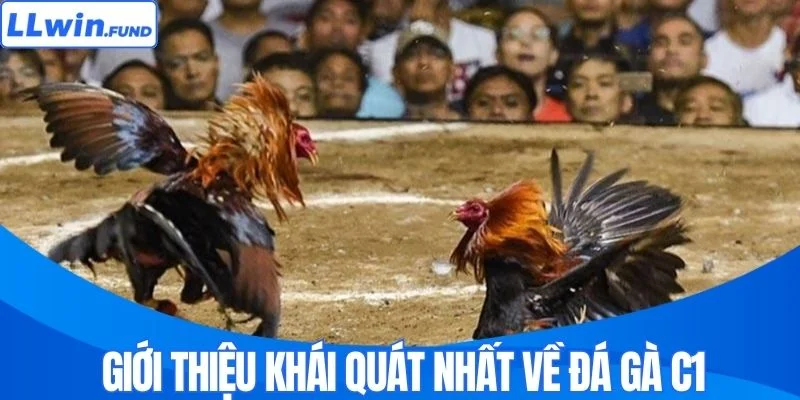 Giới thiệu khái quát nhất về đá gà C1